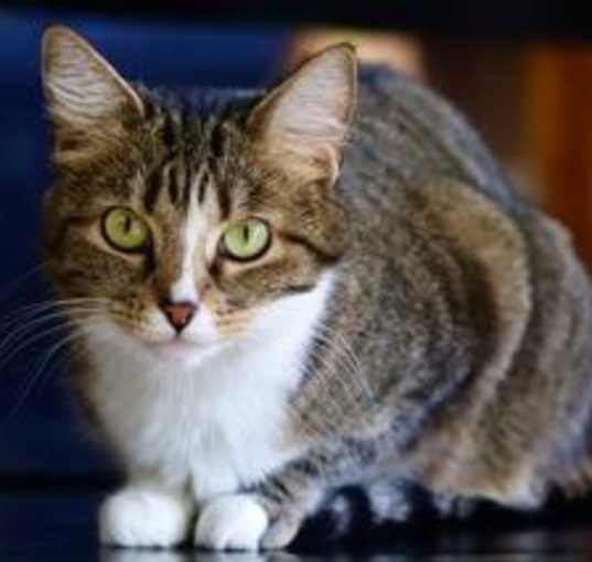 Photo of Pepper
