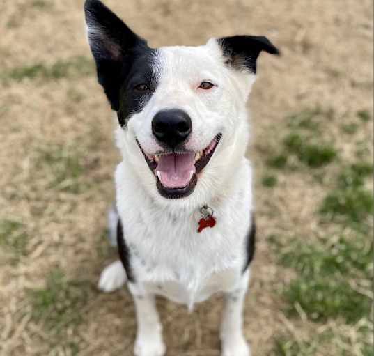 Photo of Gordy