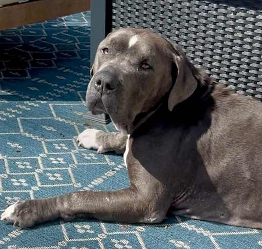 Photo of Lucky Loki