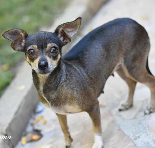 Photo of Emma (Chi Family) bonded with Chata, must be adopted together
