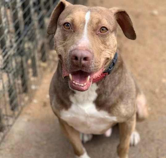 Photo of BamBam *Adopt or Foster*