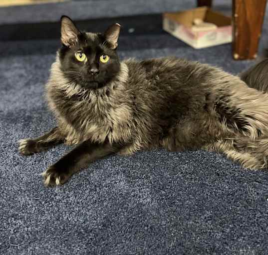 Photo of Truffle