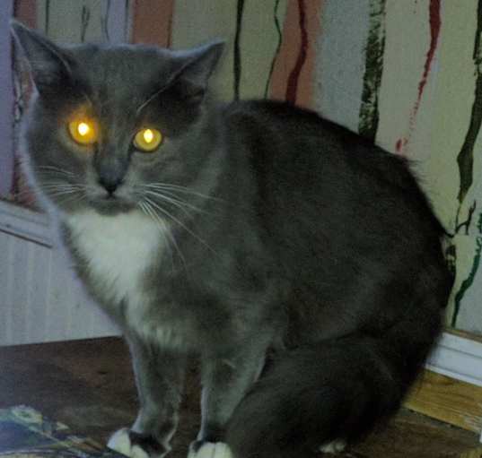 Photo of Pico