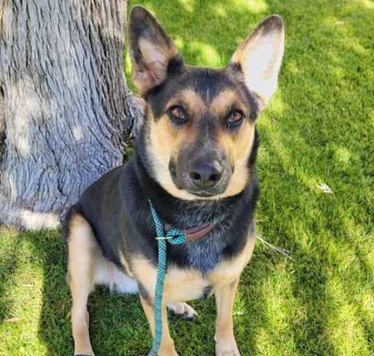 Photo of Guinness