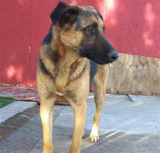 Photo of Axel