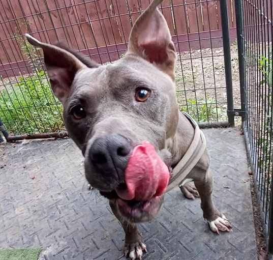 Photo of Baloo