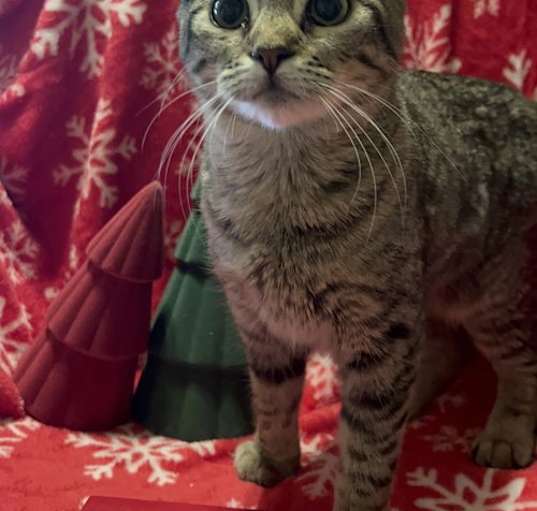 Photo of Violet