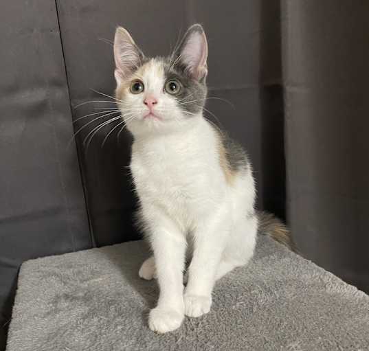 Photo of Elsa