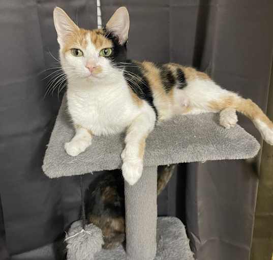 Photo of Nala