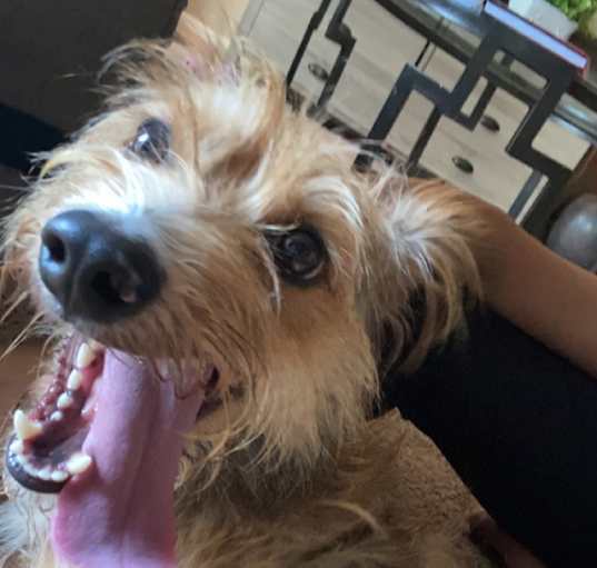Photo of Hank 