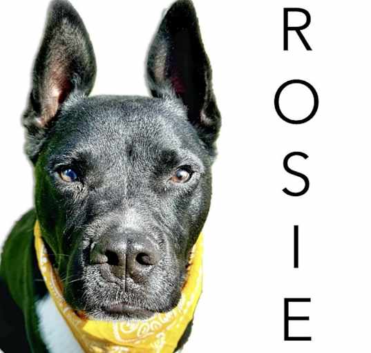 Photo of Rosie