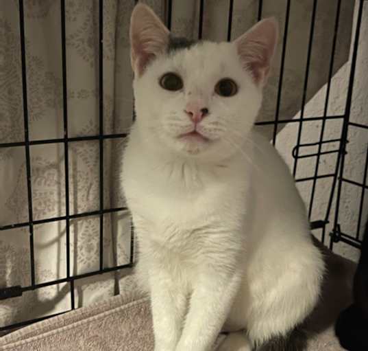 Photo of Loki