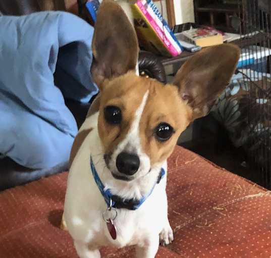 Fox Terrier Toy Adoption in Tennessee Fox Terrier Toy Puppies for Sale in Tennessee Adoptapet