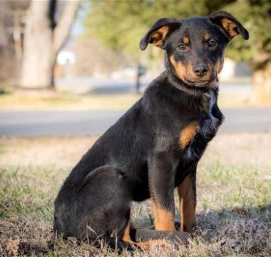 Photo of PUPPY FAITH   26 lbs.