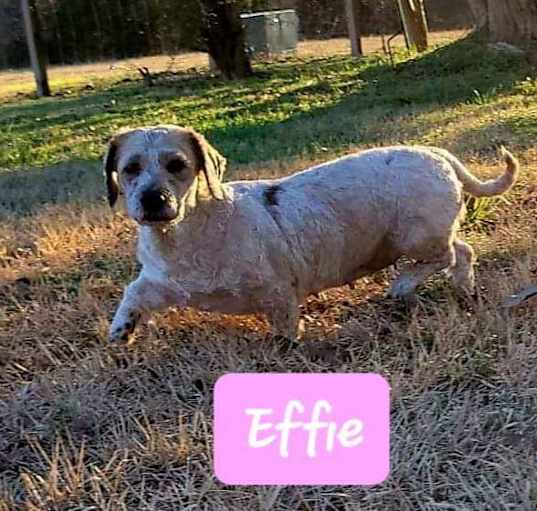 Photo of Effie