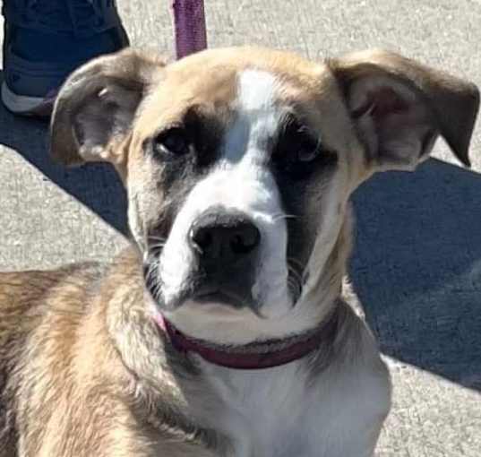 Photo of Honey