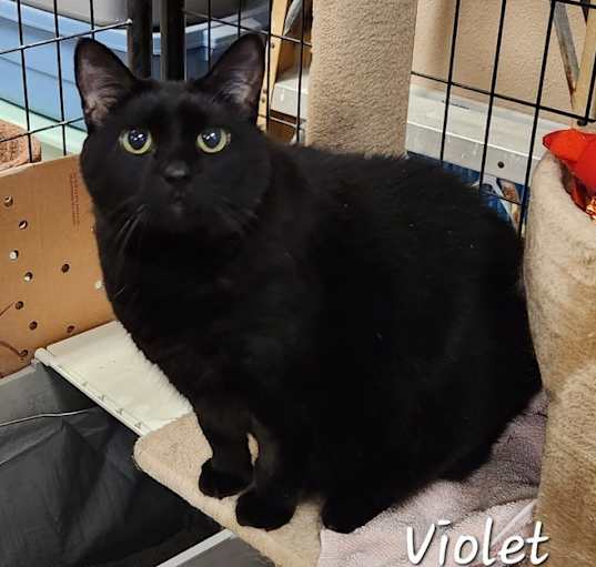 Photo of Violet