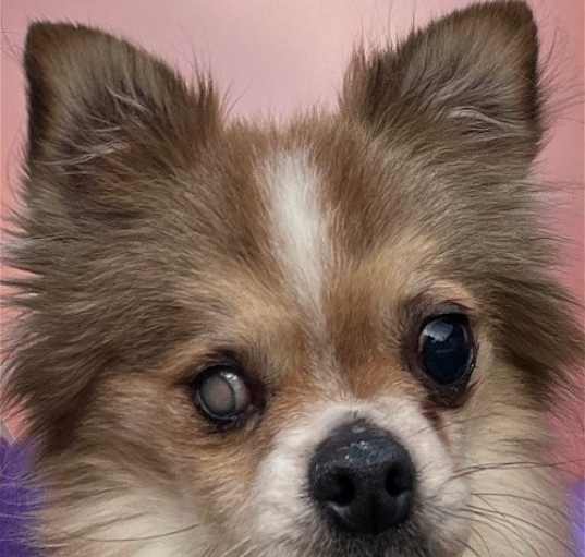 Photo of Zorro
