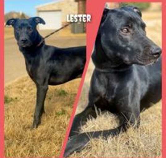 Photo of Lester