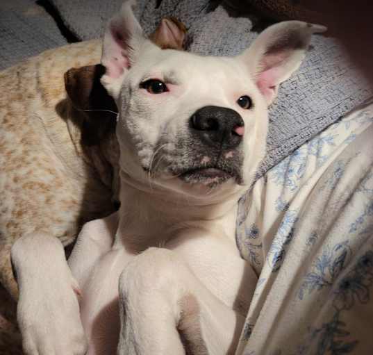 Photo of Gatsby