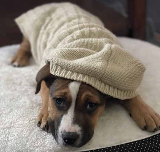 Photo of Lily