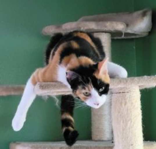 Photo of Rosalita