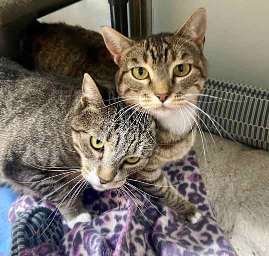 Photo of Lickerish and Cat Benatar