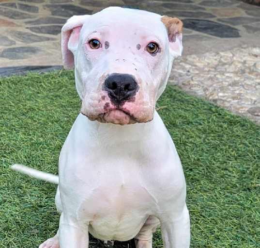 Photo of Romeo