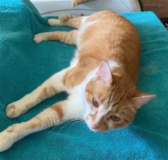 Photo of Oliver