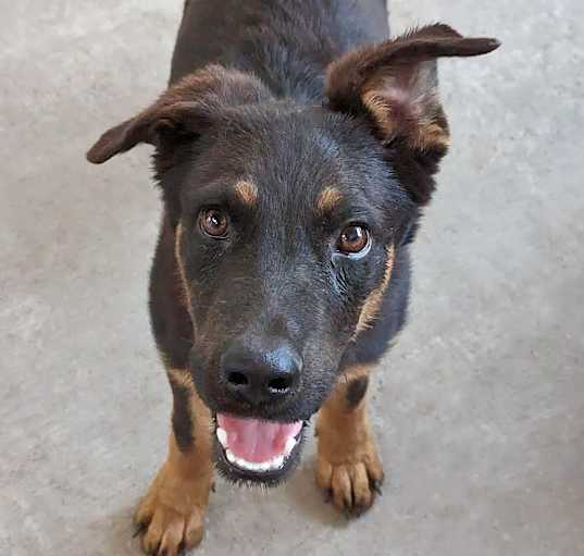 Photo of Pupcorn