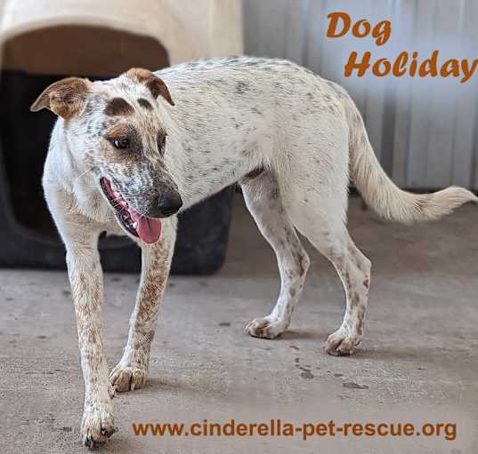 Photo of Dog Holiday