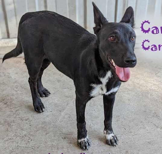 Photo of Candy Canine