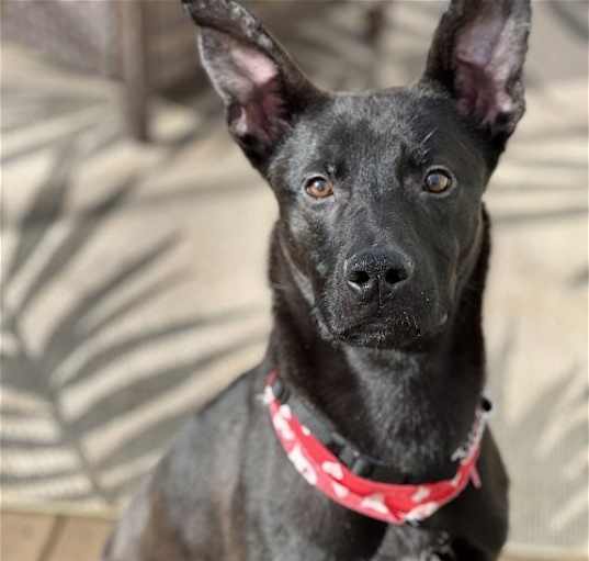 Photo of Rico