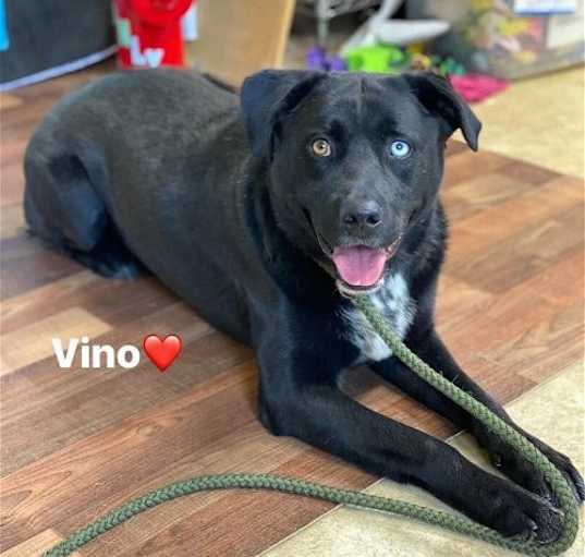 Photo of Vino