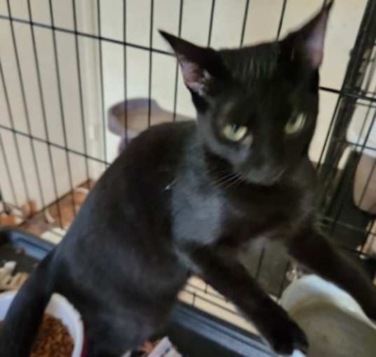Photo of Colt