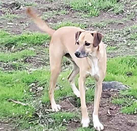 Photo of Taco