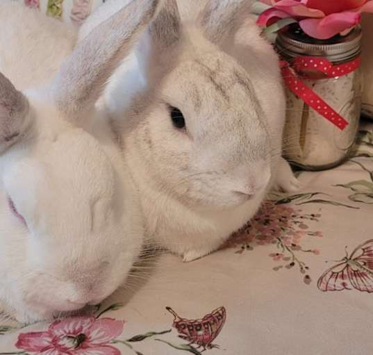 Photo of Calla (Bonded to Jasmine)