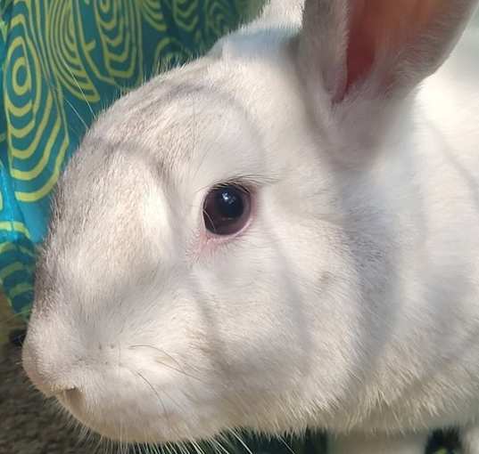 Photo of Jasmine (Bonded to Calla)