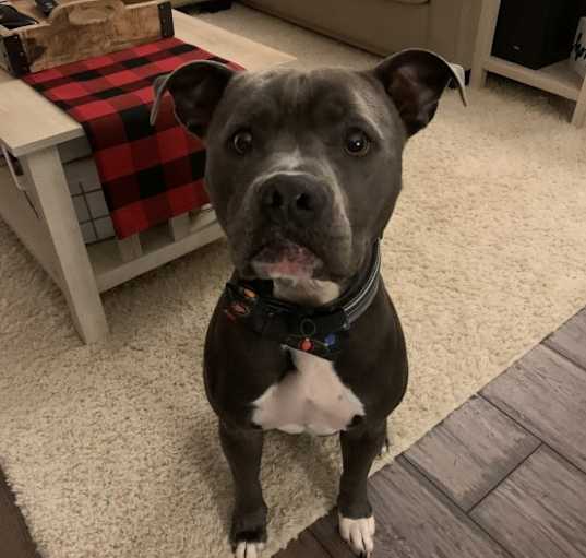 Photo of Sampson