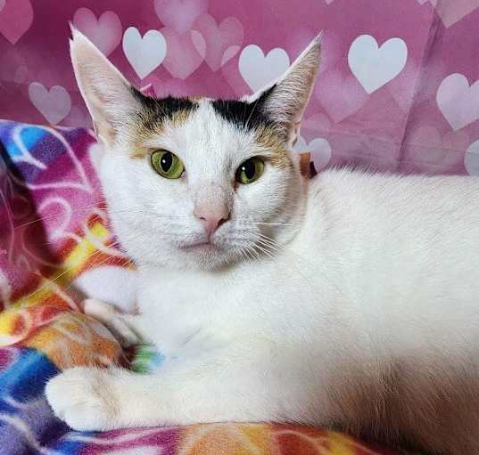 Photo of Pretty Girl