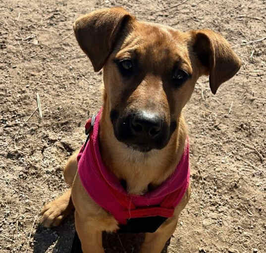 Photo of Bonnie