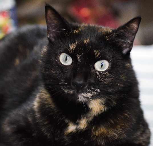 Photo of Aurora T