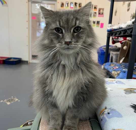 Photo of Cookie