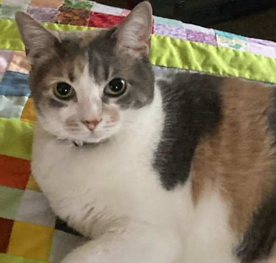 Photo of Missy