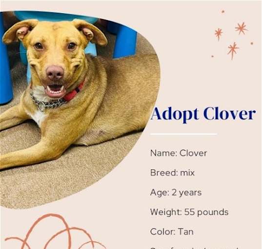 Photo of Clover