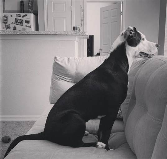 Photo of Wacha