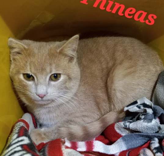 Photo of Phineas