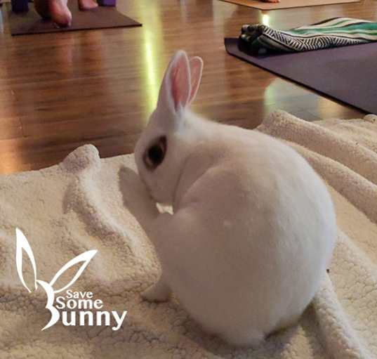 Photo of Hazel (and Elvira and Tabitha)