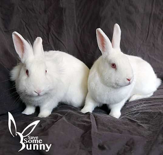 Photo of Pebbles (and BamBam)