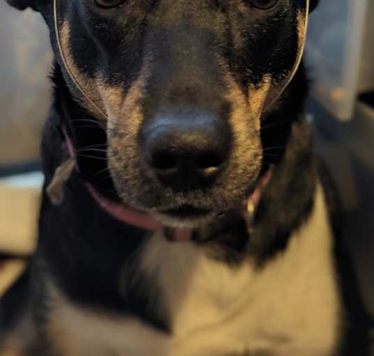 Photo of Sunny
